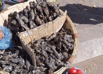 Deadly mice hunt – Fire kills 2-yr-old following friends hunting for mbeba