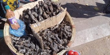 Deadly mice hunt – Fire kills 2-yr-old following friends hunting for mbeba